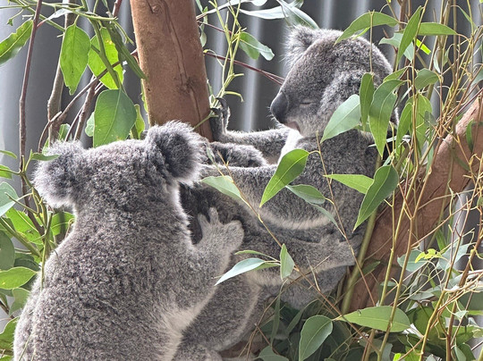 Sydney Zoo-布莱克敦必去景点