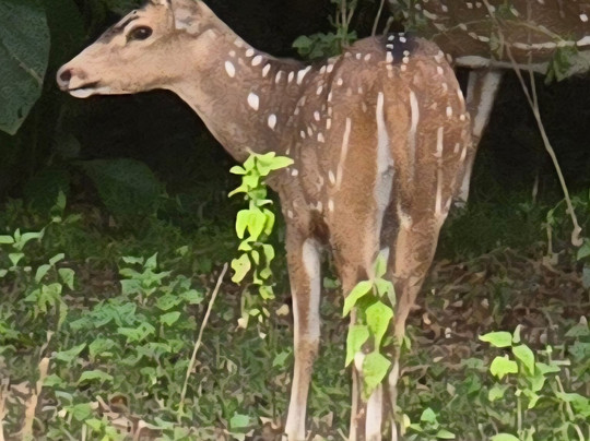 Niluka Safari-乌达瓦拉瓦必去景点