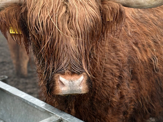 Matlock Farm Park-马特洛克必去景点