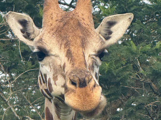 Nkuringo Safaris-布恩迪难以穿越的国家公园必去景点