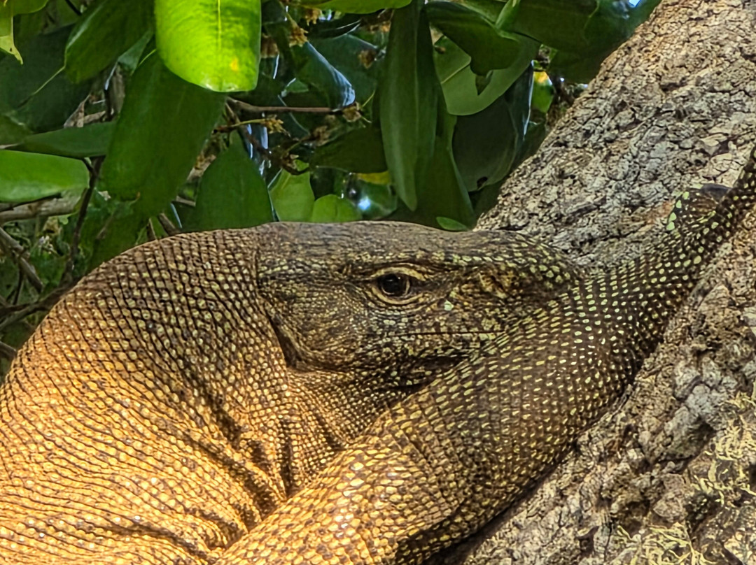 D.S Tours Day Tours-尼甘布必去景点