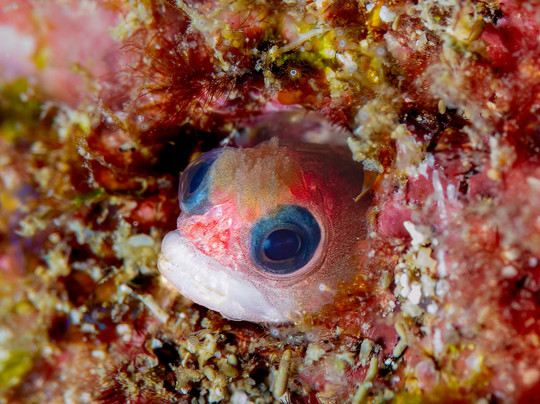 Costa Rica Adventure Divers-德雷克湾必去景点