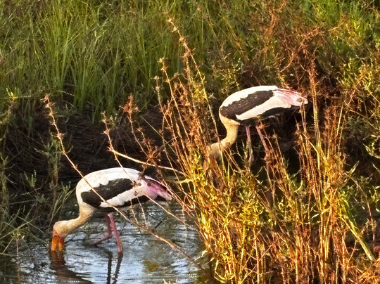 Yala Royal Safari - Sri Lanka-蒂瑟默哈拉默必去景点