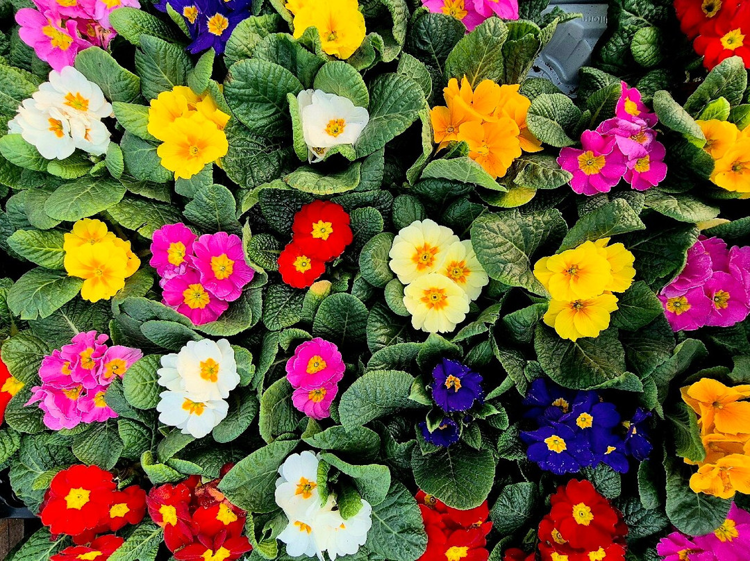 Abergavenny Garden Centre-Llanfoist必去景点