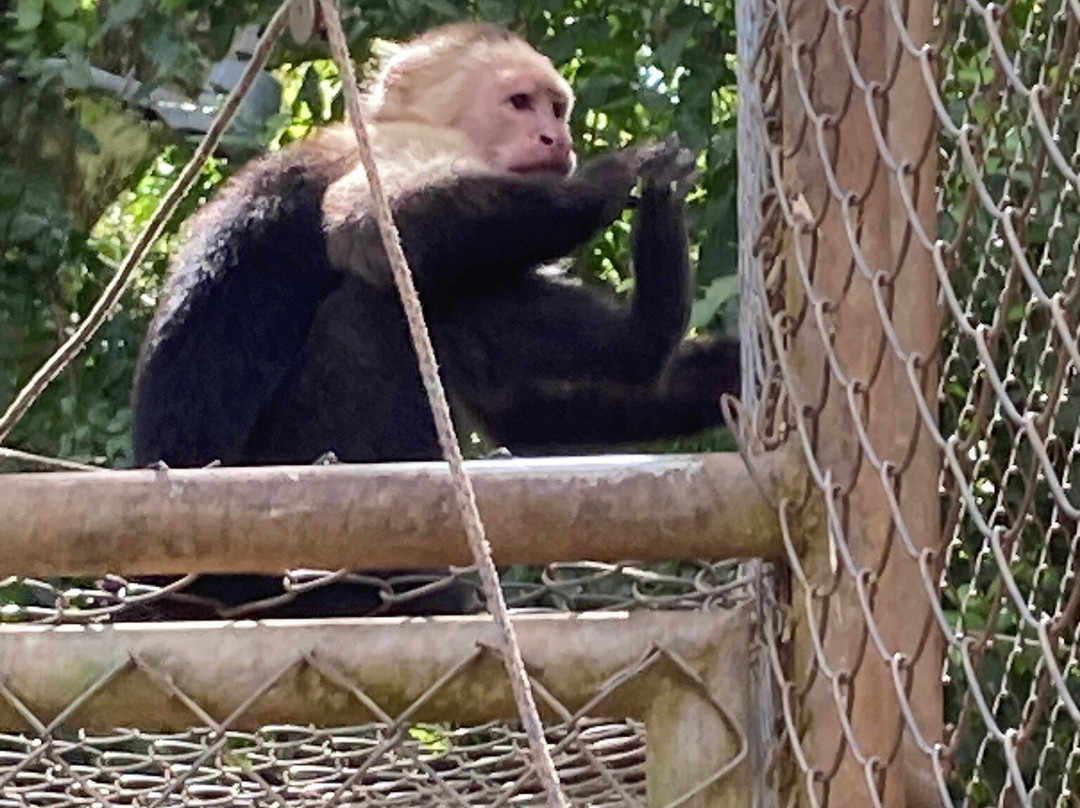 Congo Canopy Tours-Artola必去景点