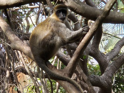 Monkey Park Senegambia-塞瑞库达必去景点