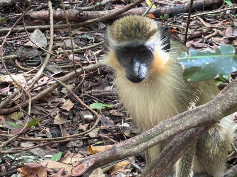 Barbados Wildlife Reserve-Saint Peter Parish必去景点