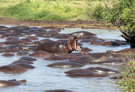 Tanzania Specialist-阿鲁沙必去景点