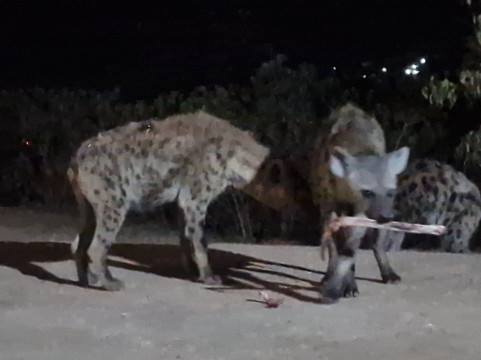 Abdul Harar Tour's-哈勒尔必去景点