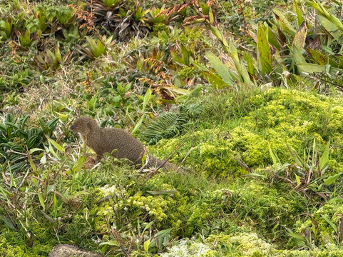 La Soufriere Volcano-Saint-Claude必去景点