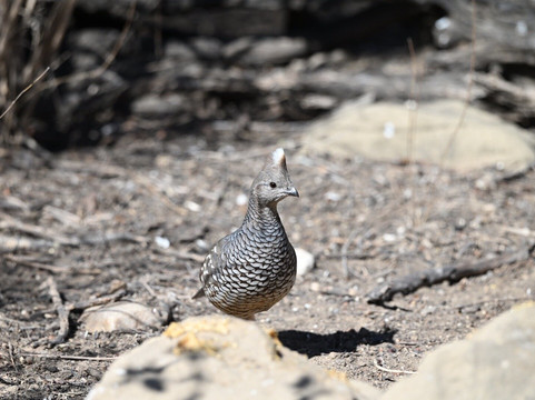 Falcon State Park-Roma必去景点