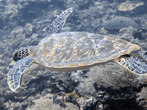 Tubod Marine Sanctuary-Tubod必去景点