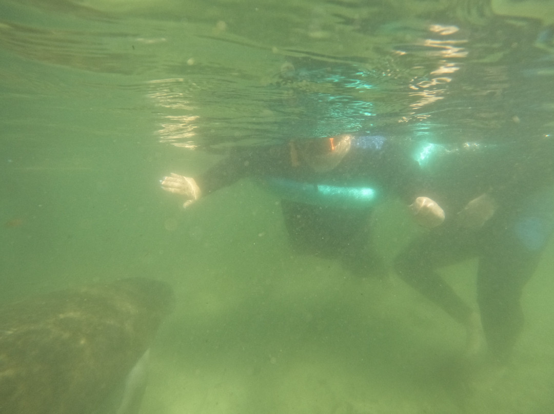 Nature's Discovery Manatee Tours-克里斯特尔里弗必去景点
