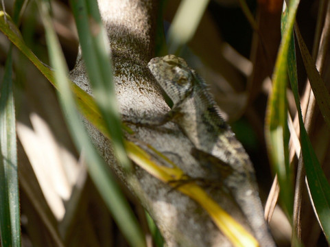 Grande Montagne Nature Reserve-罗德里格斯岛必去景点