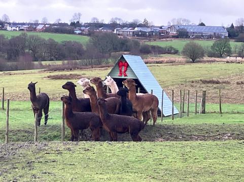 Meadowcroft Farm Alpacas
