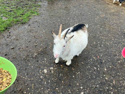 Meadowcroft Farm Alpacas-Bury必去景点