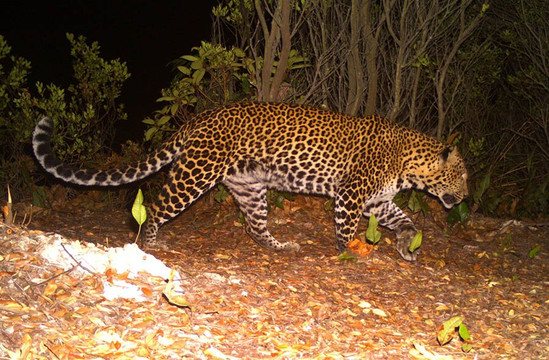 Ujung Kulon Trek-Carita必去景点