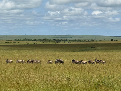 Journeys Beyond Africa-内罗毕必去景点