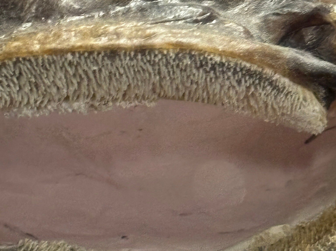 Museo Cantonale di Storia Naturale-卢加诺必去景点