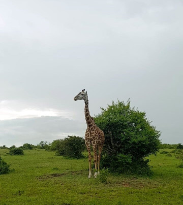 Nature Insight Safaris-内罗毕必去景点