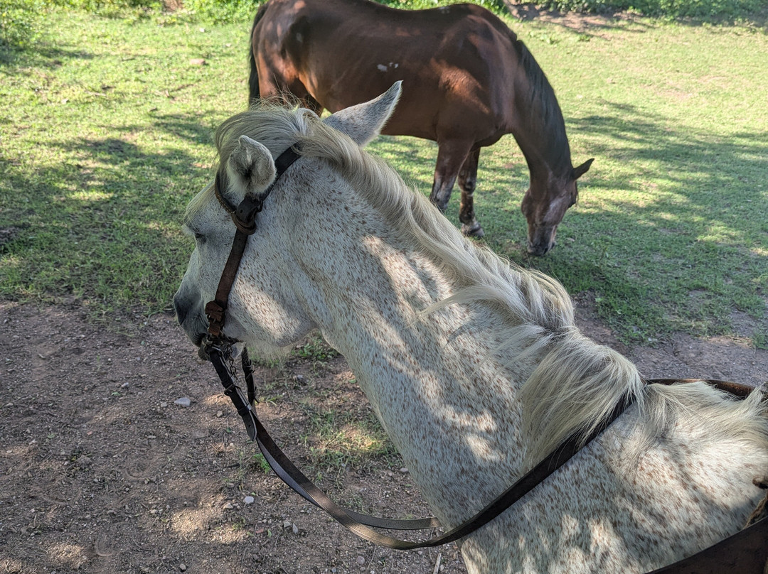 Cabalgatas Gauchas-萨尔塔必去景点