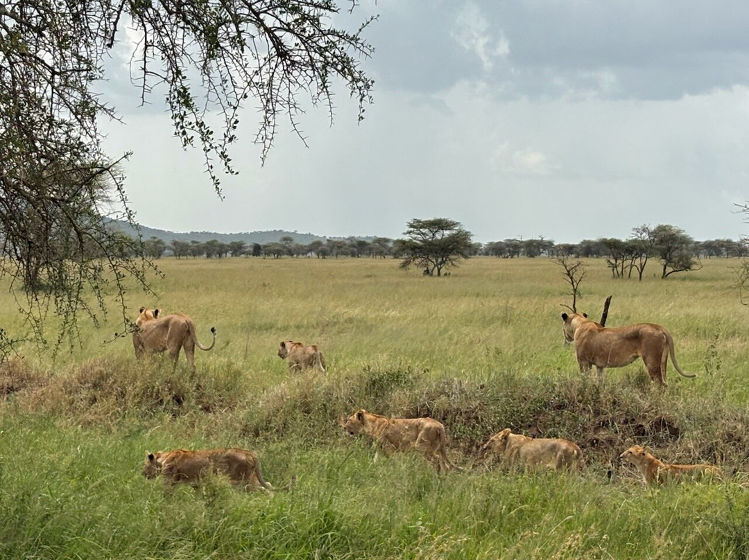 Shadows of Africa-阿鲁沙必去景点