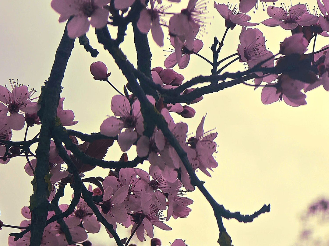 Lungolago-San Feliciano必去景点