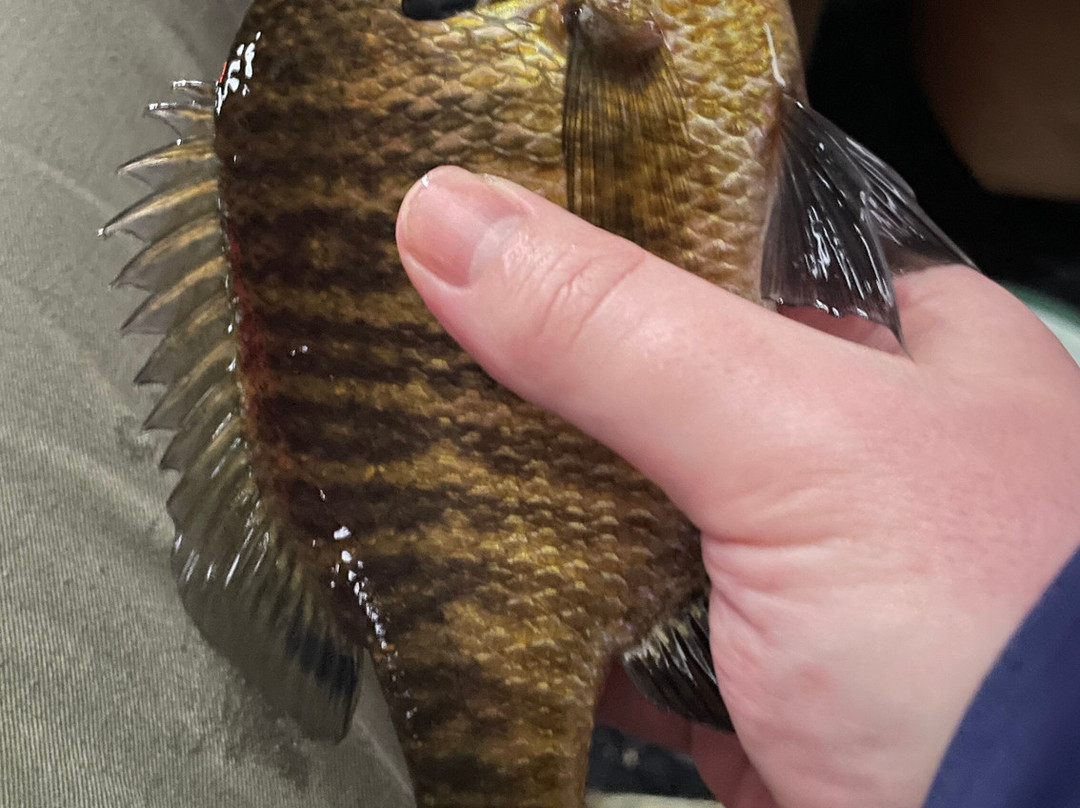 Fish Hounds Outdoors-Benson必去景点