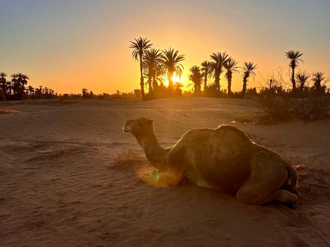 Adventures Desert-迈哈米德必去景点