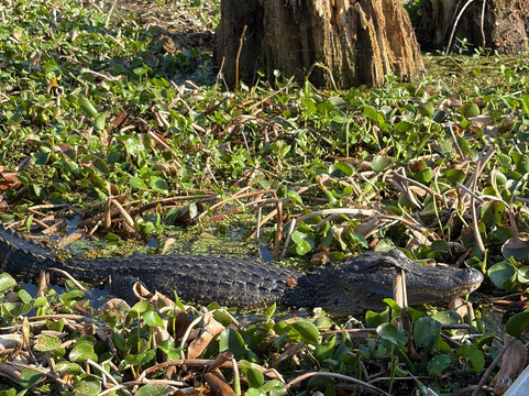 Swamp Tours With Wendy-布里奥克斯桥必去景点