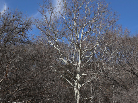 Crane Heritage Site-Rimrock必去景点