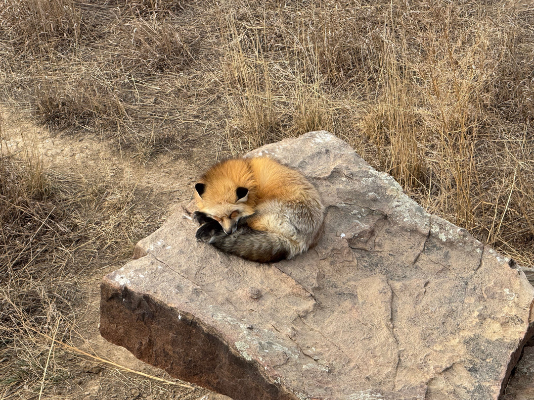 Wild Animal Sanctuary-Keenesburg必去景点