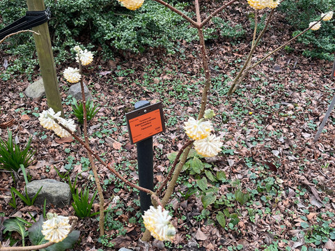 Botanical Garden Arboretum Oudenbosch-Oudenbosch必去景点