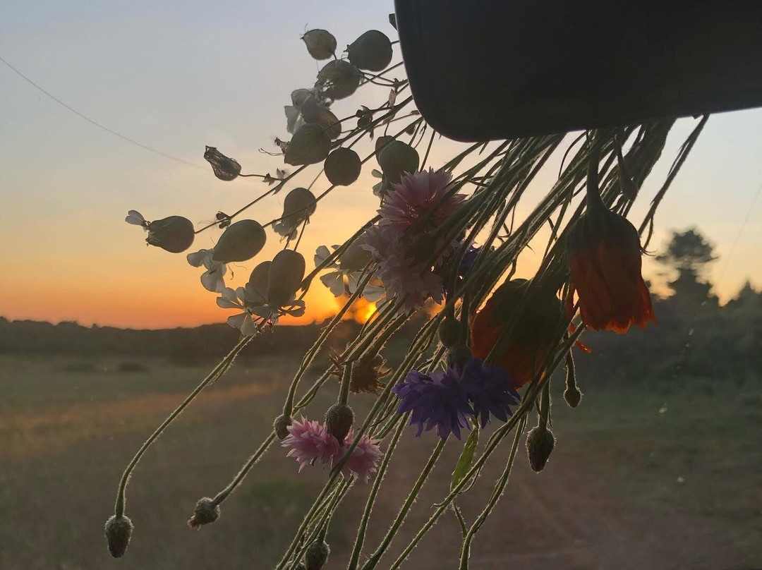 Madame Voyage En Provence