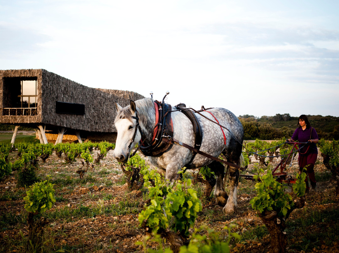 Cave De Château Castigno-Assignan必去景点