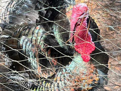 Charles Towne Landing State Historic Site-查尔斯顿必去景点