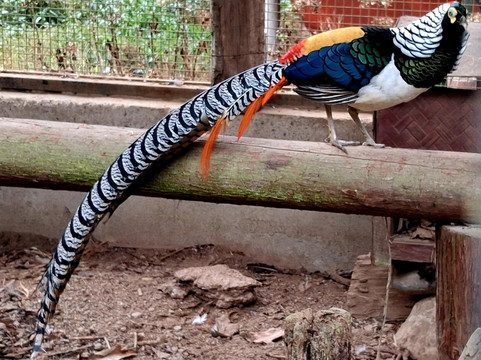 Sidkeong Tuluk Bird Park-West Sikkim必去景点