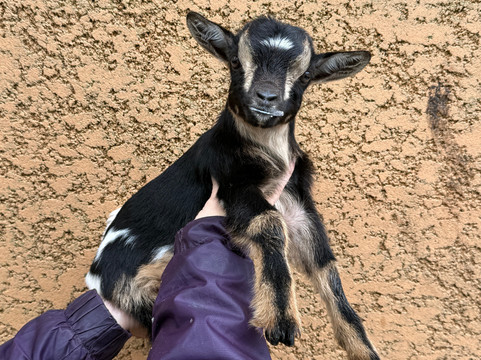 Les Animaux De Fairytale-Cap-d'Agde必去景点