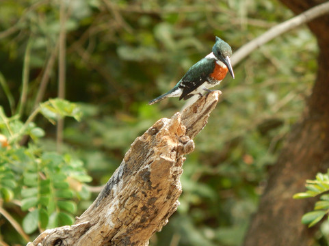 Hacienda El Viejo Wetlands-Area de Conservacion Guanacaste必去景点