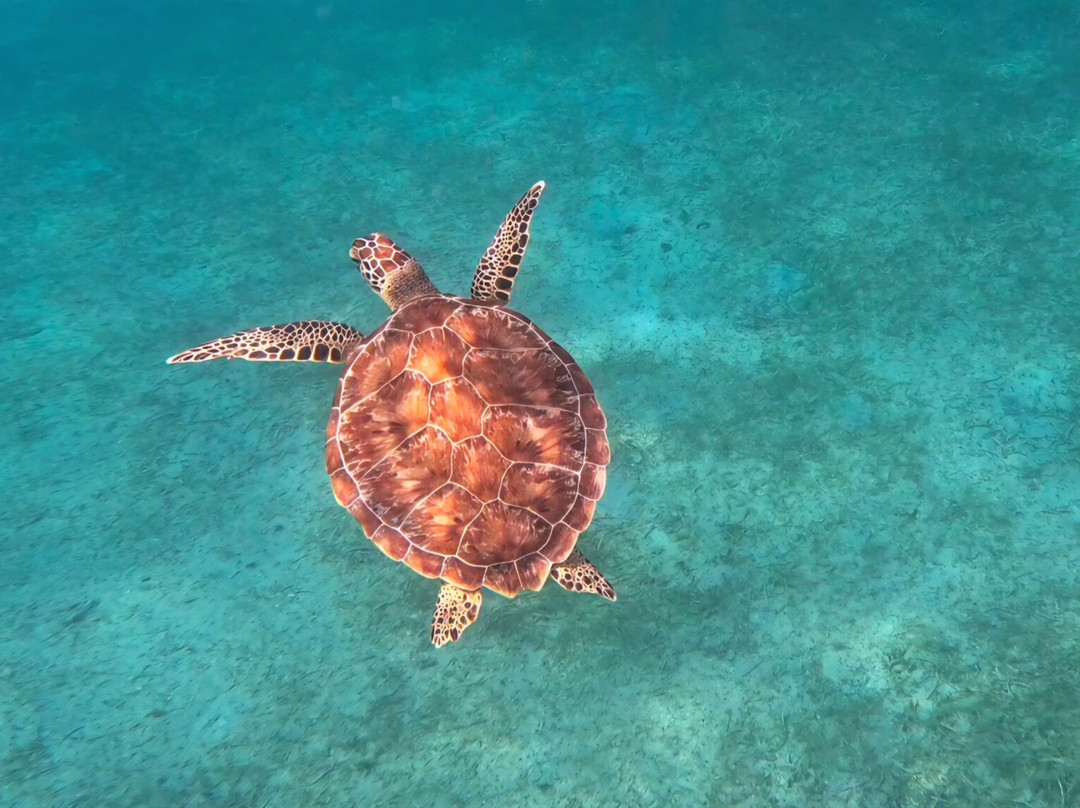 Vieques Snorkel Tours-维切克岛必去景点