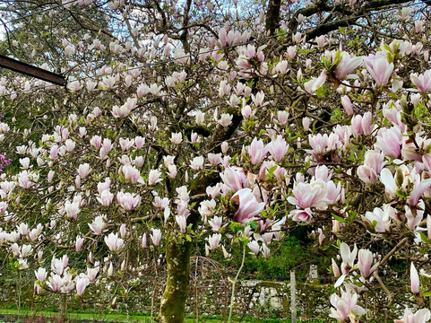 Convento de Cabanas-维亚纳堡必去景点