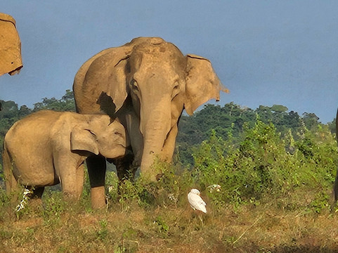 Best of Lanka-科伦坡必去景点