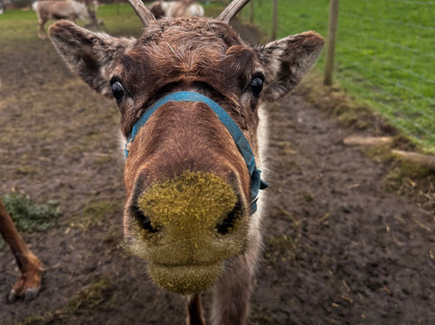 Willow Tree Family Farm-Shirebrook必去景点