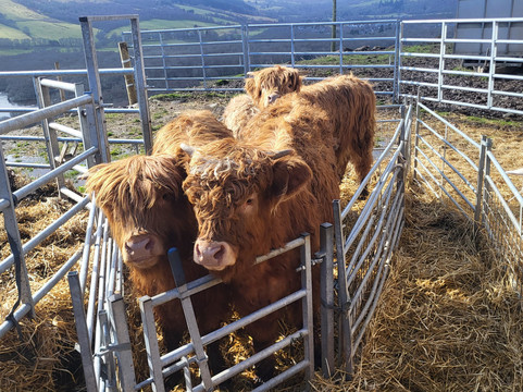 Loch Ness Hub & Travel-德拉姆纳德罗希特必去景点