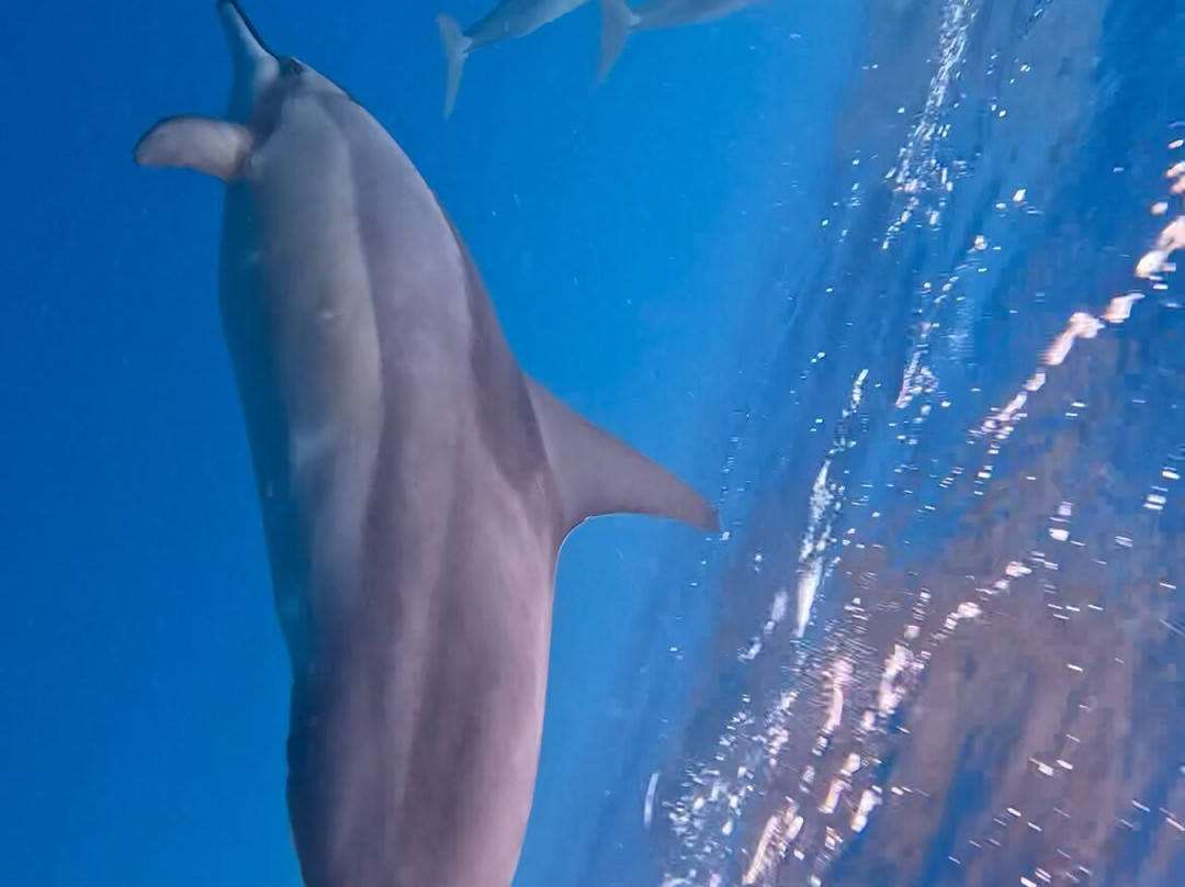 Dream Dolphin-黑河必去景点