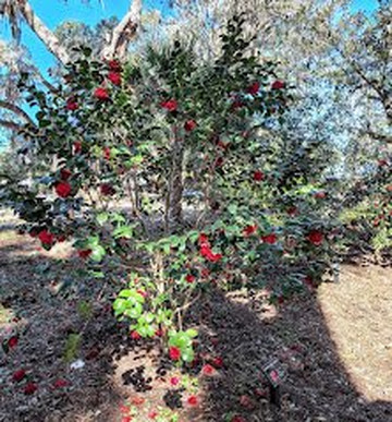 Coastal Discovery Museum-希尔顿头岛必去景点
