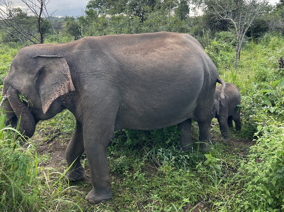 Flyingro Lanka Tours (Pvt) Ltd-Malabe必去景点