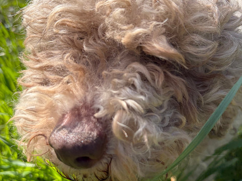 Tartufi Nacci-圣米尼亚托必去景点