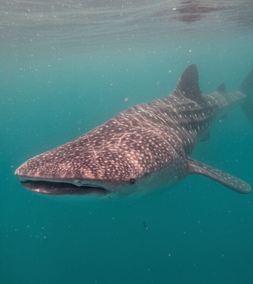 Mafia Island Dream Adventures-Kilindoni必去景点