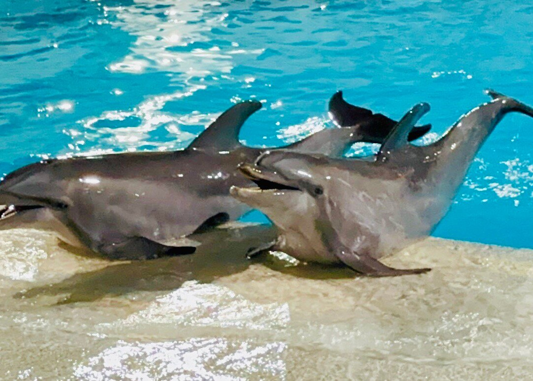互动式水族馆-坎昆必去景点